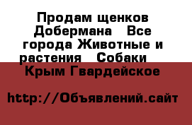 Продам щенков Добермана - Все города Животные и растения » Собаки   . Крым,Гвардейское